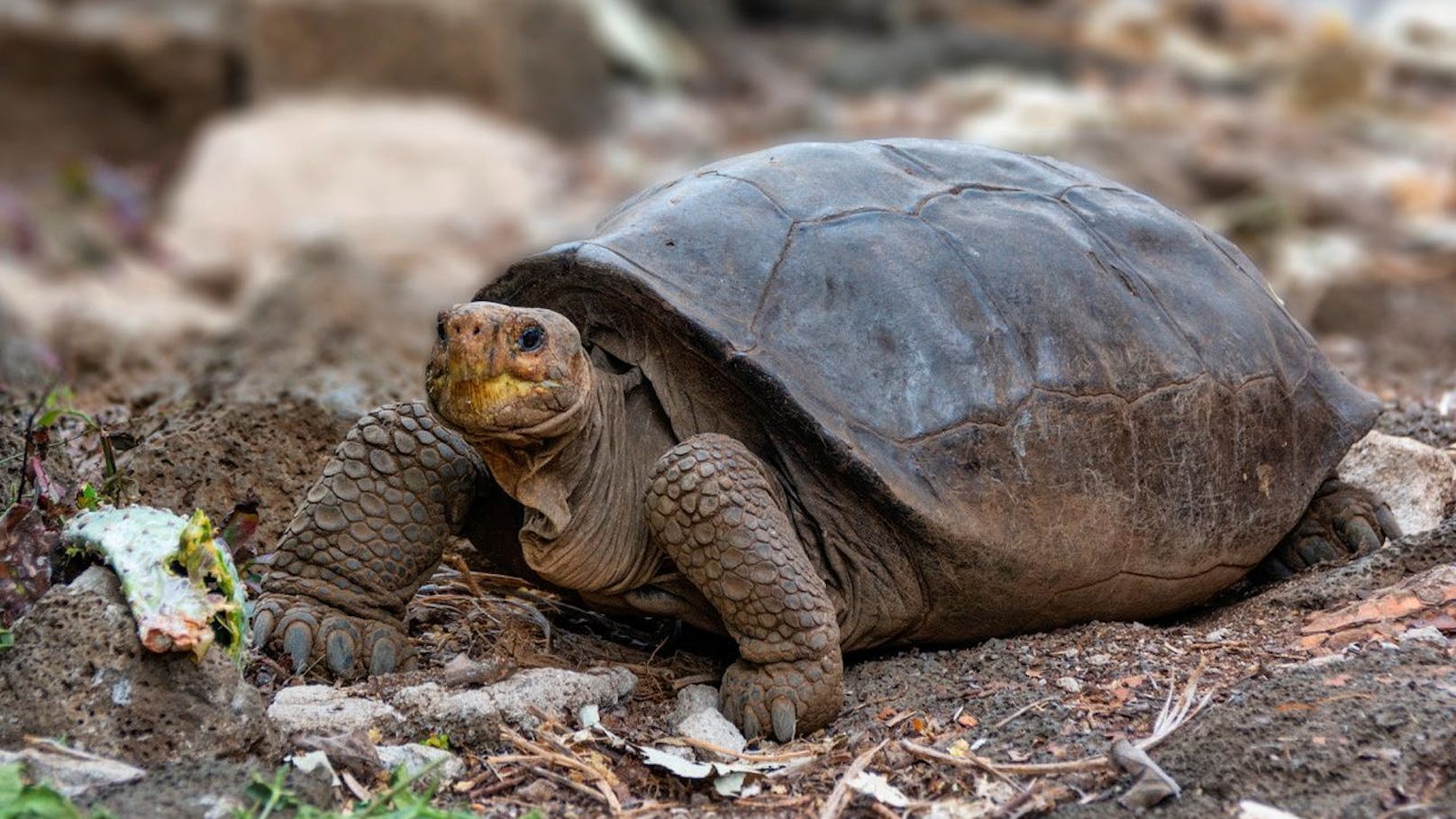  Die Schildkröte wurde bereits vor zwei Jahren entdeckt. Genanalysen zeigten, dass es sich um die Spezies Chelonoidis phantasticus handelt.