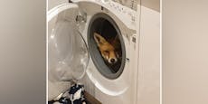 Wie kommt denn ein Fuchs in die Waschmaschine?