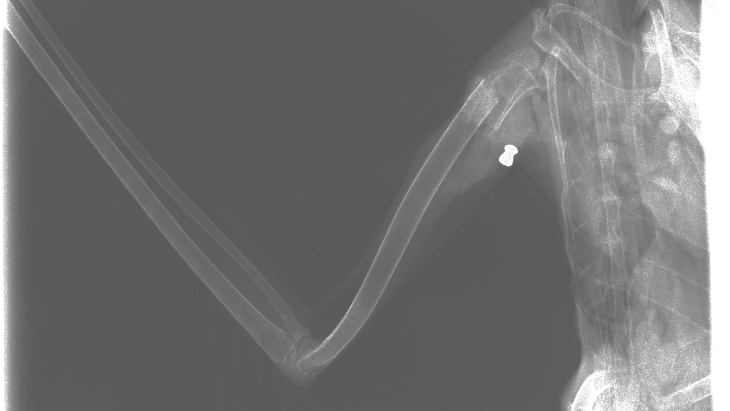 Ein Projektil steckte im Flügel des Graureihers