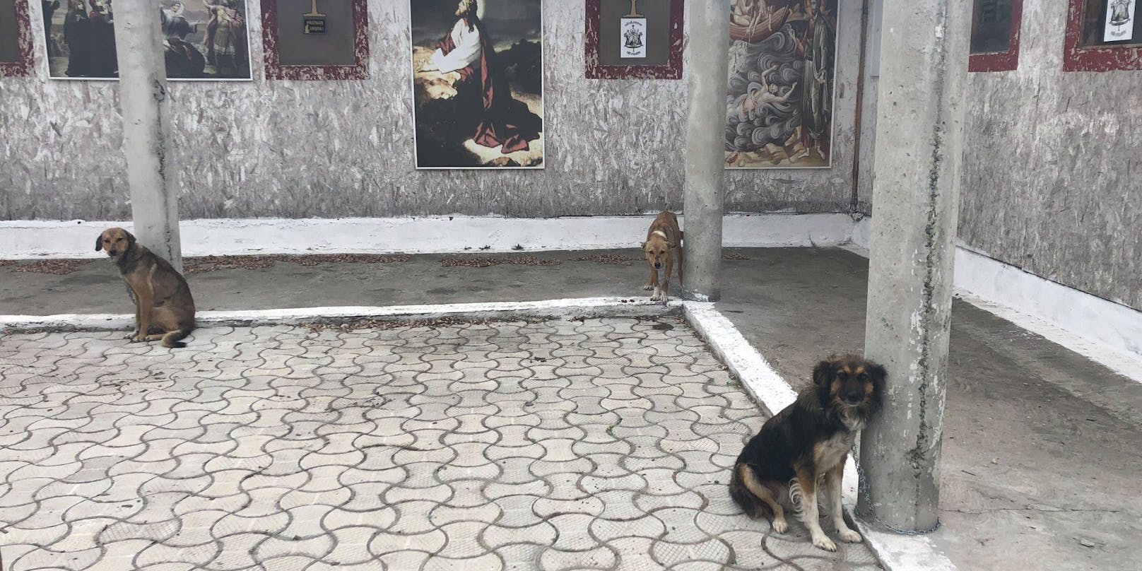 17 Hunde wurden von einem rumänischen Priester "gerettet" und sind dabei fast verhungert. 