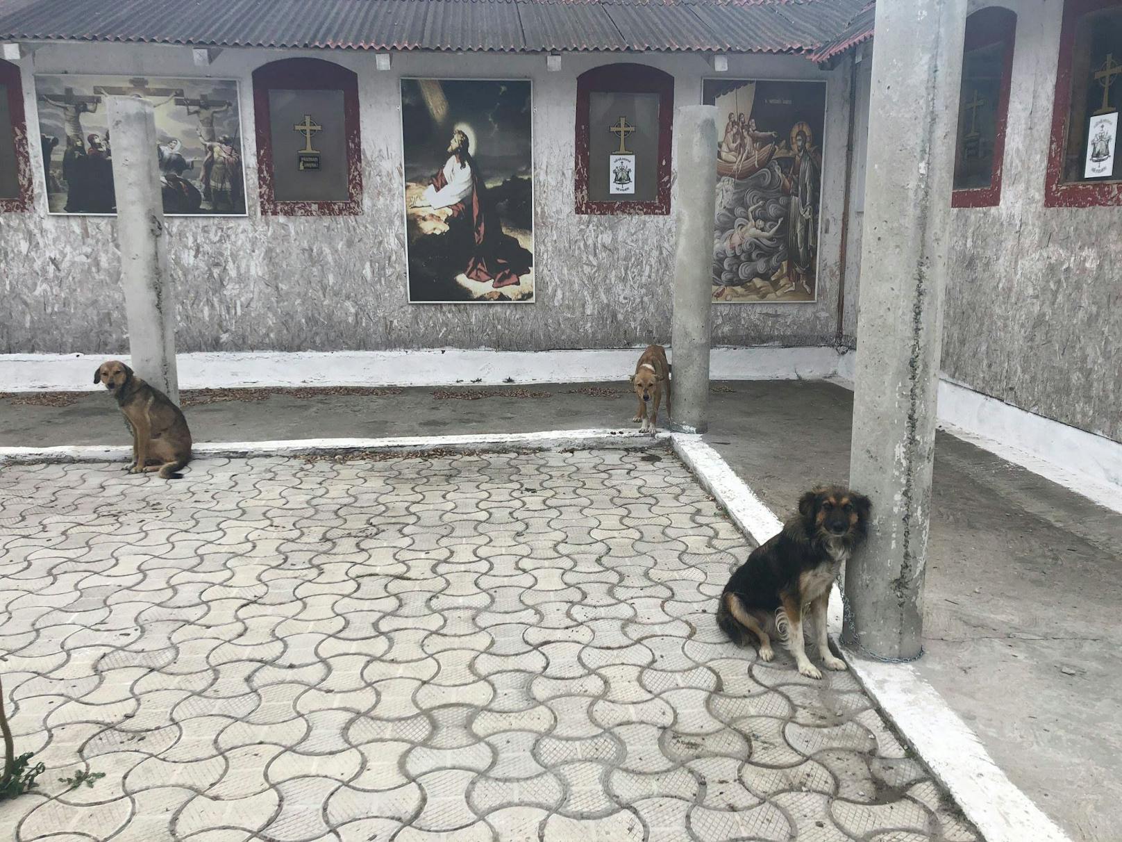 Da das Tierheim zum Zeitpunkt des Besuches brechend voll war, konnte man zunächst "nur" 6 Hunde mitnehmen - und erst drei Tage später die übrigen 11 Hunde nachholen. 
