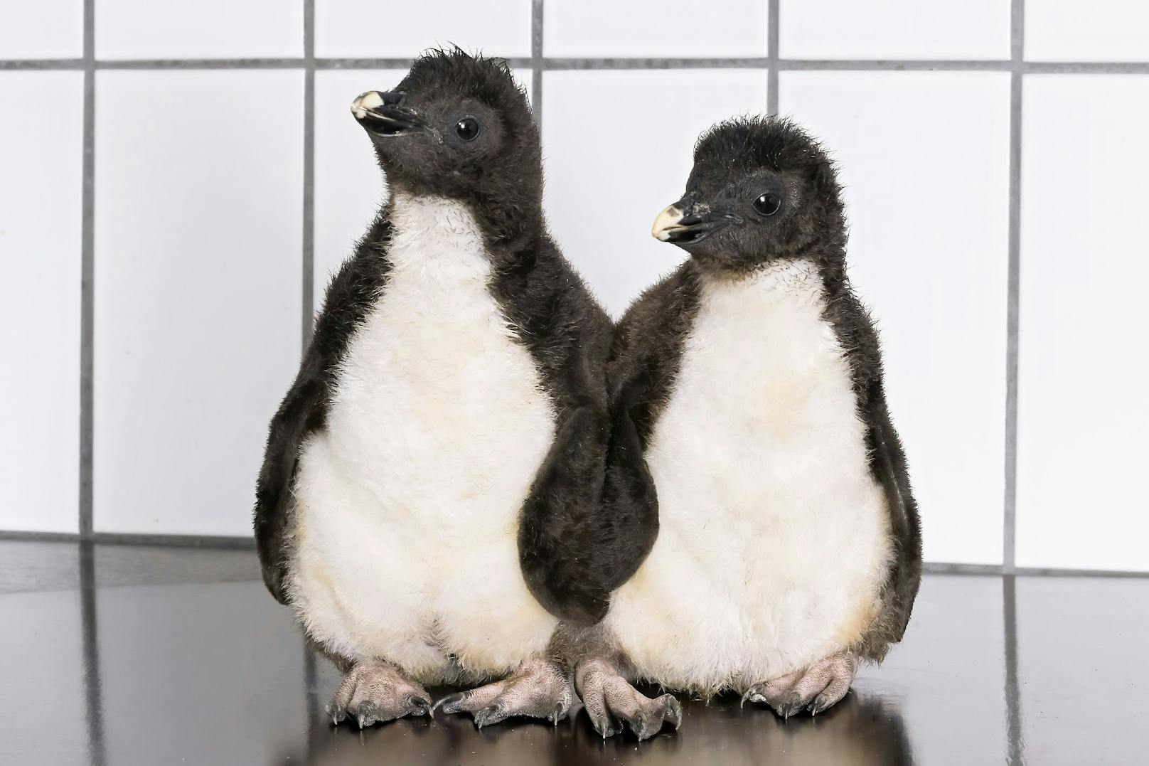 Flauschalarm x 11 in Schönbrunn - die Pinguine kommen