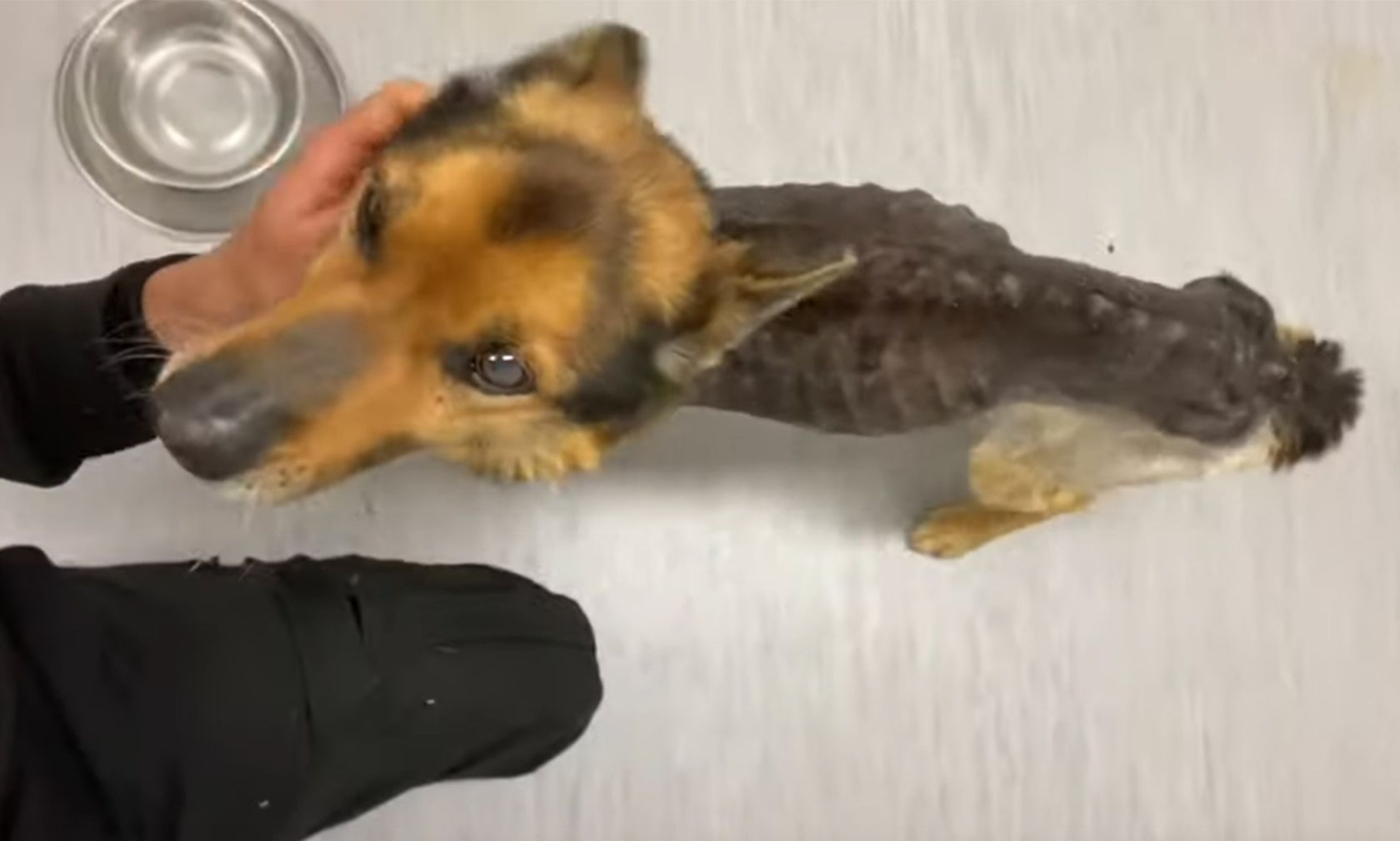 Normalerweise kennt man solche Bilder aus Tötungsstationen. Nein, "Toldi" hatte tatsächlich Besitzer. 