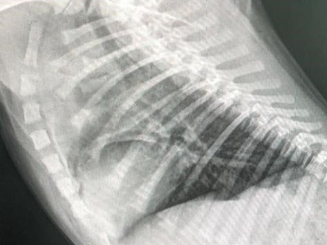 Bei dem Welpen wurde eine Einbuchtung in der Trachea festgestellt.