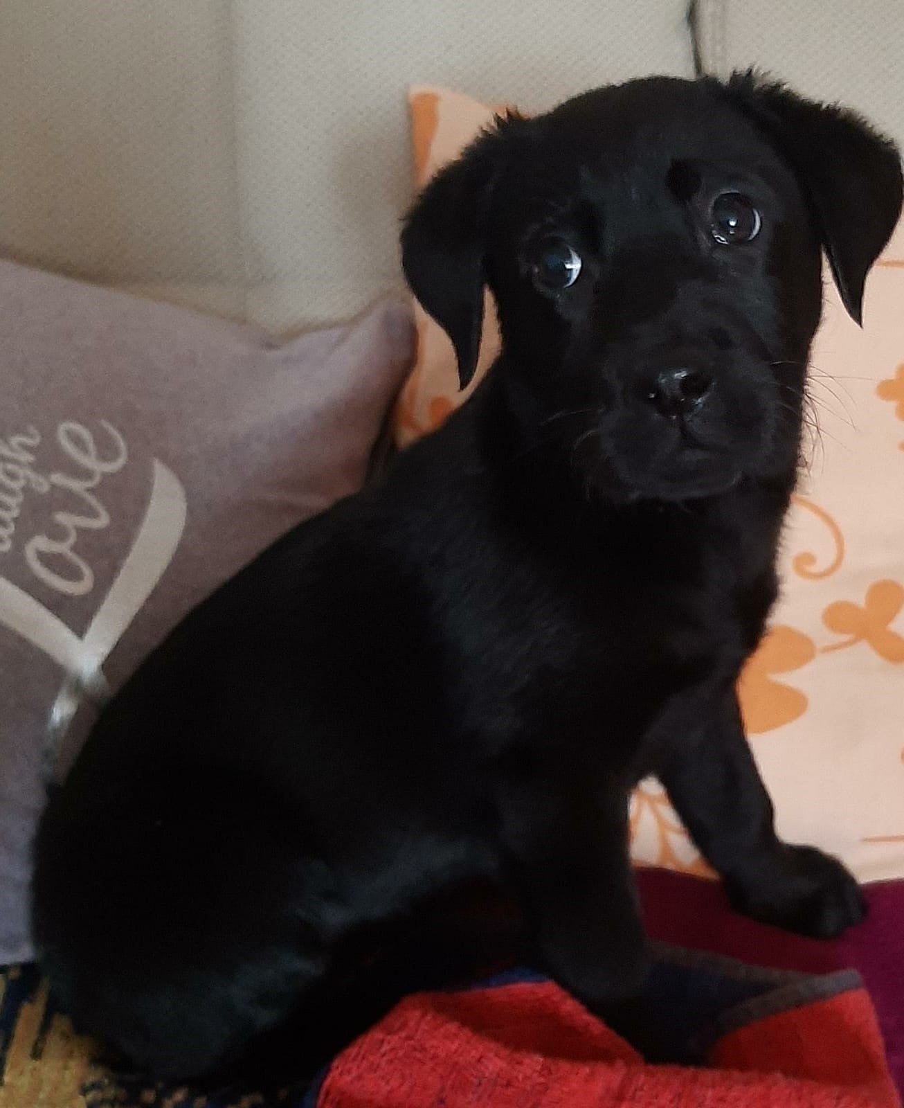 Die kleine Ema ist schwer krank.