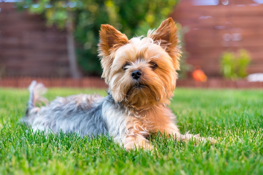 Yorkshire Terrier (Symbolbild)