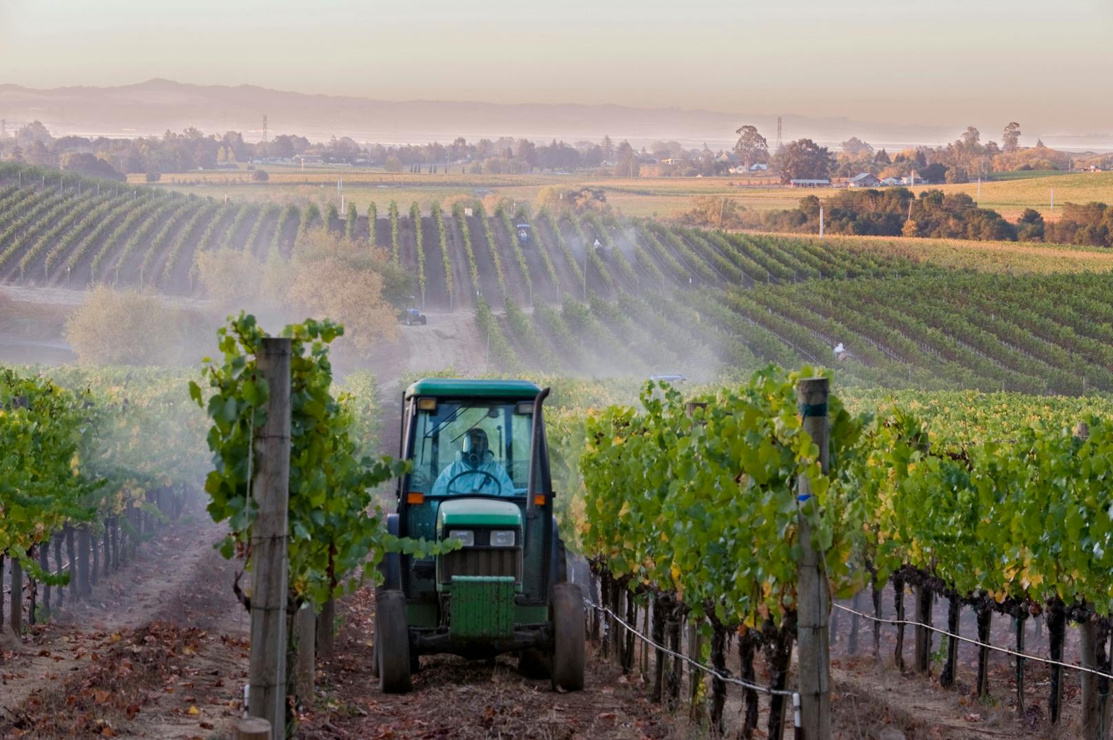 Mit einem Weingartentraktor werden auf einem Weinberg in den USA Spritzmittel ausgebracht.