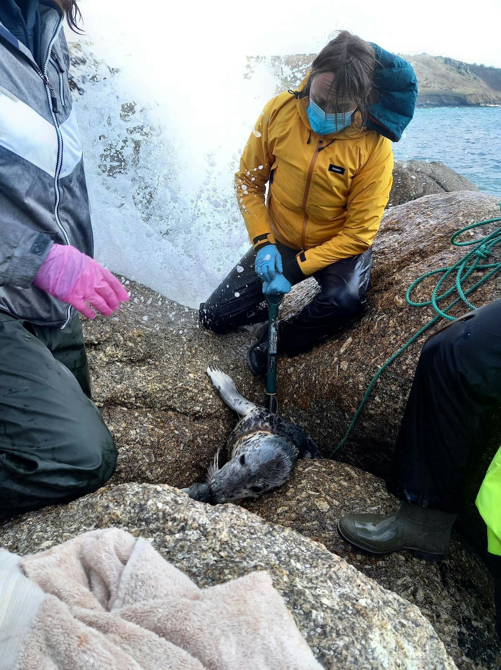 Mehr als zwei Jahre hatte die Rettung der verletzten Robbe gedauert. 