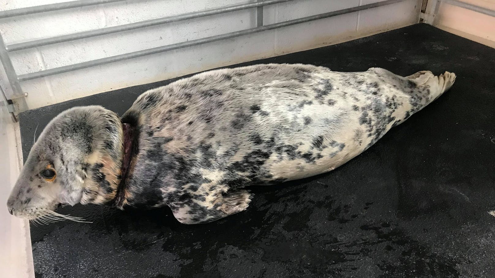 Ganze zwei Jahre hatte die kleine Robbe mit einem Angeldraht um den Hals leben müssen. Durch einen furchtbaren Zufall, wurde sie nun gerettet. 