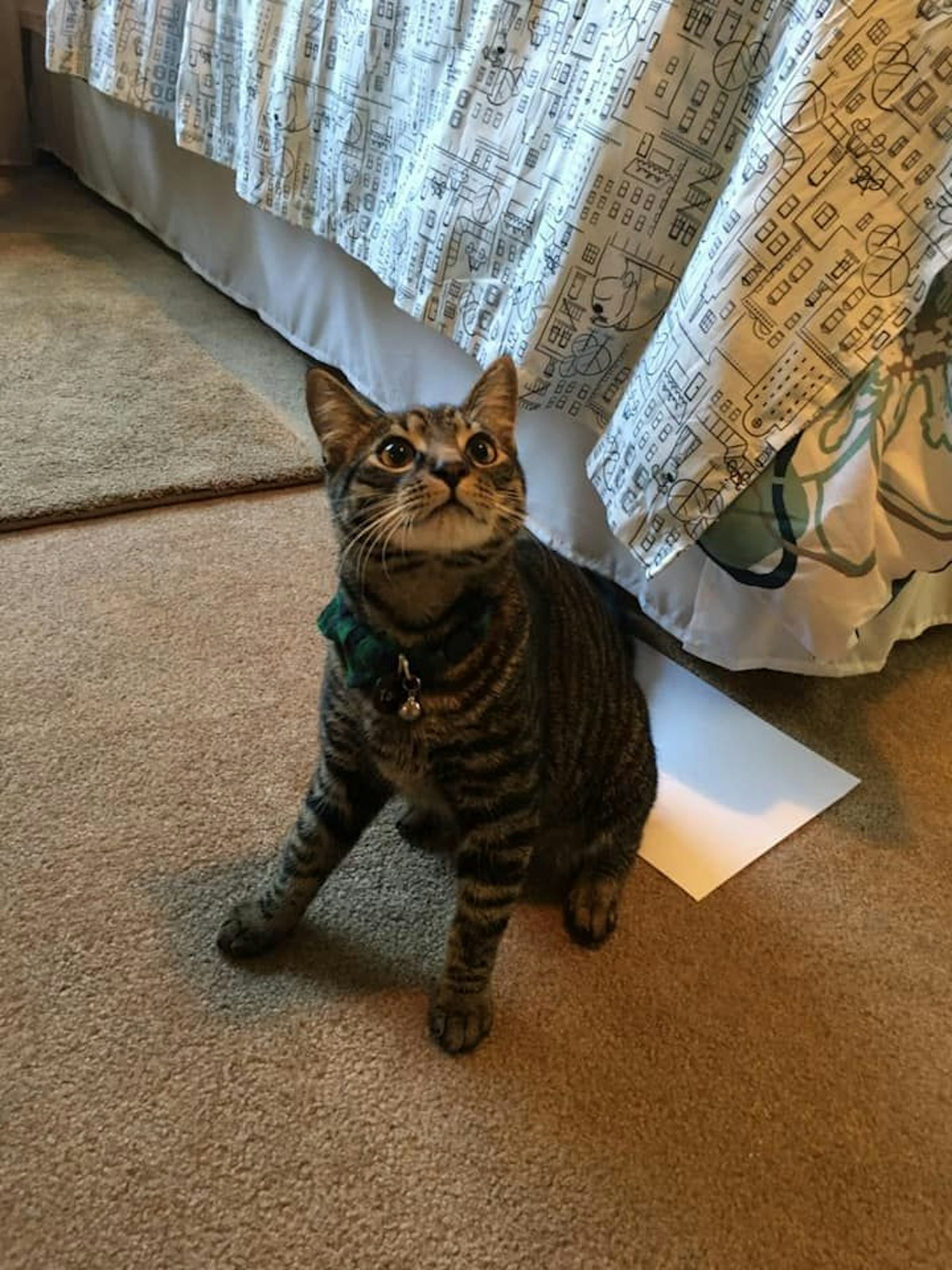 Seine Probanden waren Kater Taco...