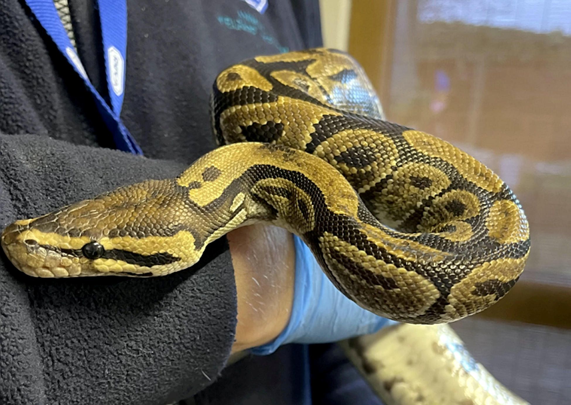 Drei Königspythons wurden entdeckt.