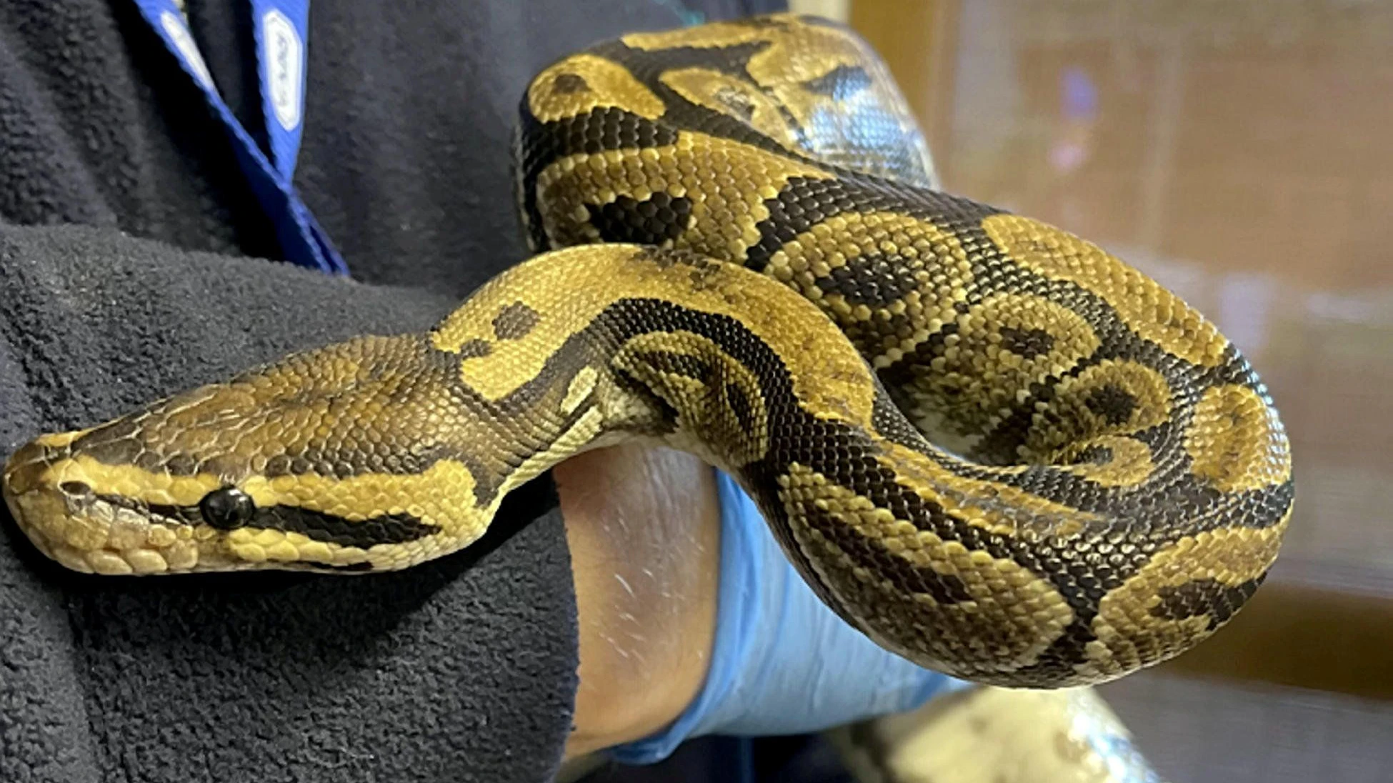 Drei Königspythons wurden entdeckt.