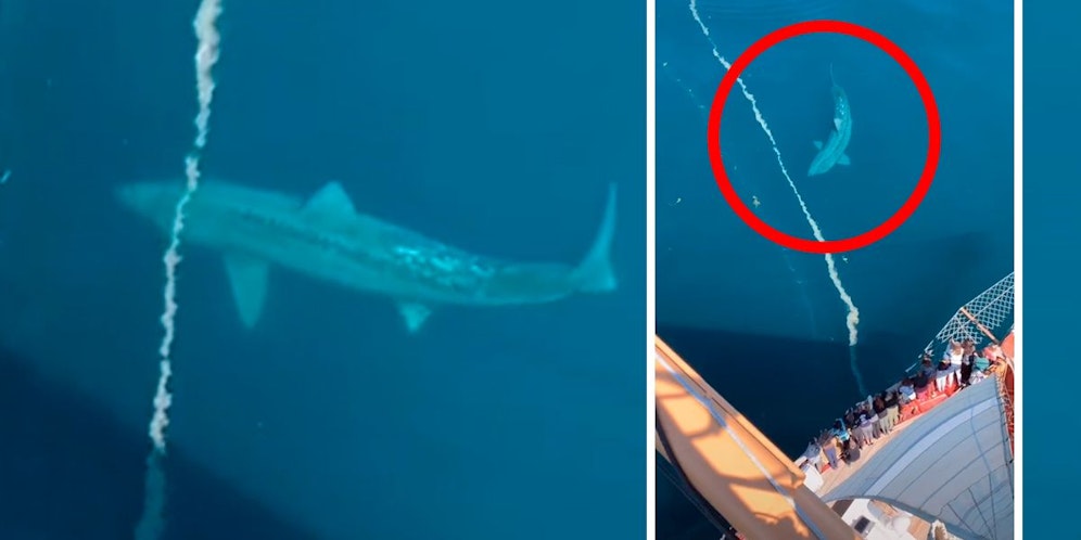 Der Riesenhai kam ganz nahe an das Segelschiff heran.