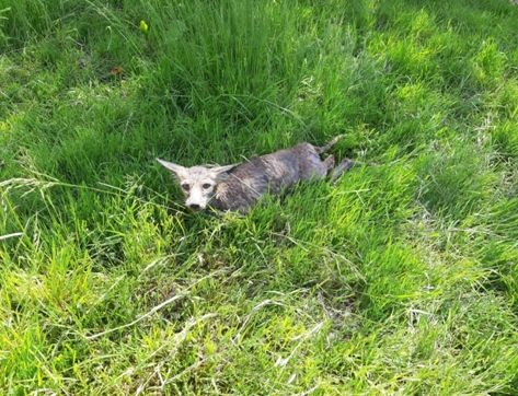 Bei dem schwer Tier dürfte es sich um einen Goldschakal gehandelt haben.