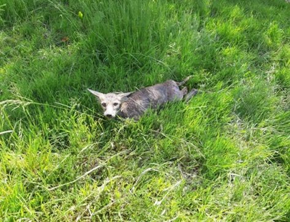 Bei dem schwer Tier dürfte es sich um einen Goldschakal gehandelt haben.