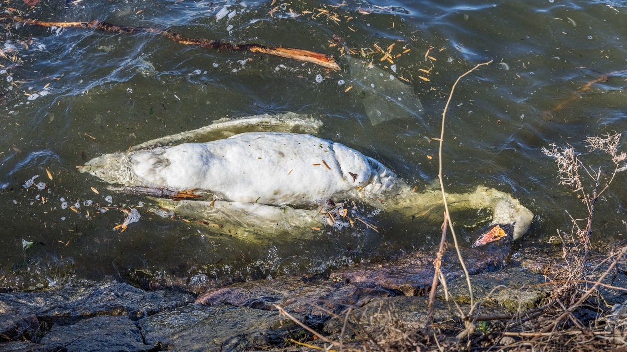 Der Schwan überlebte die Quälerei nicht.