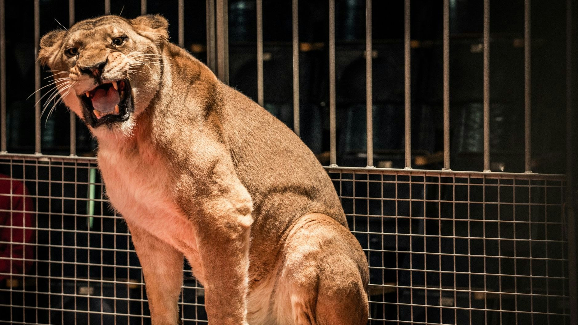 Schluss mit Gehorsam! Eine Löwin ließ sich die Gerte des Dompteurs nicht länger gefallen. 