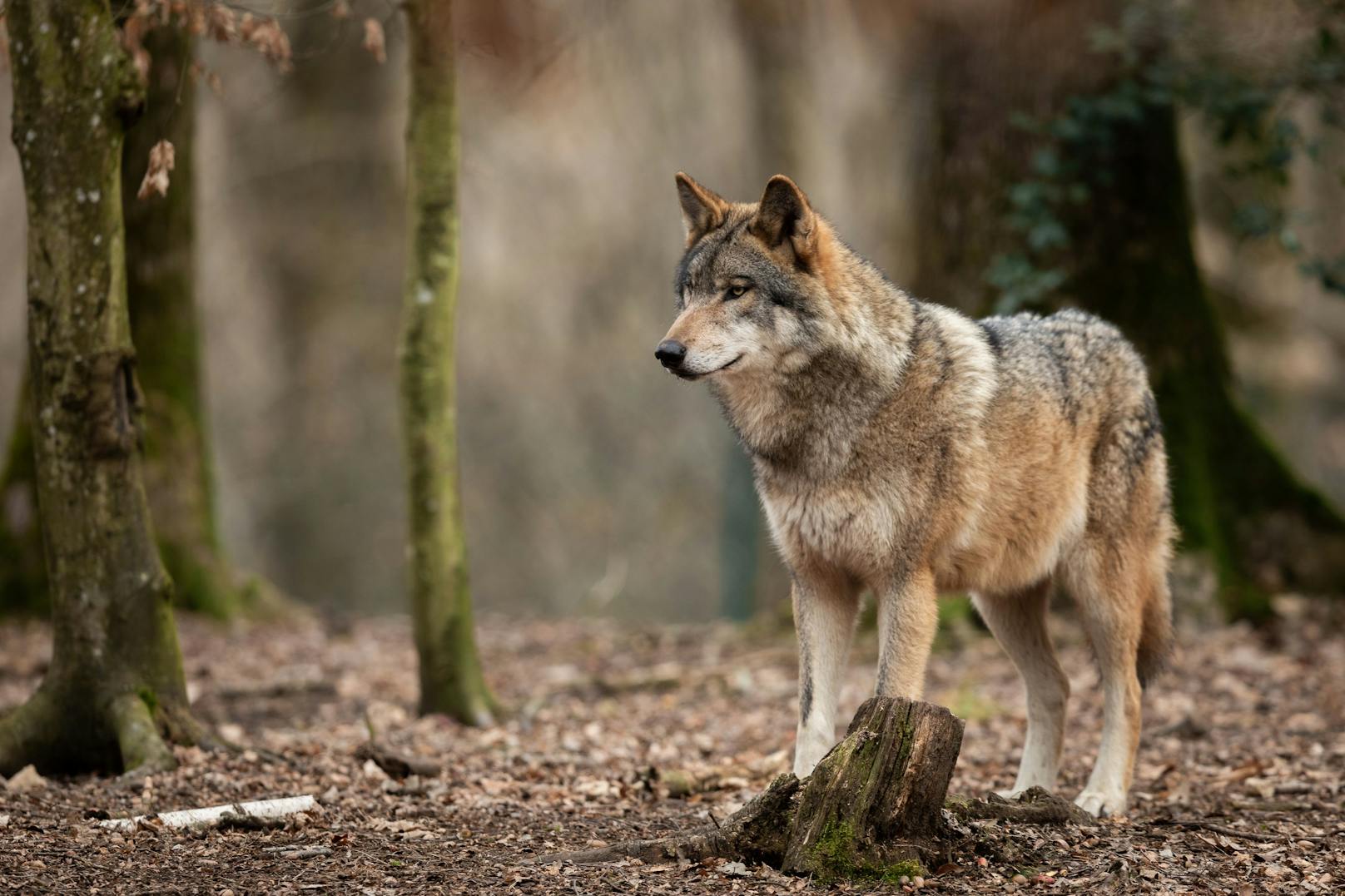 Rund 40 Wölfe gibt es in Österreich.