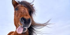 5 Fakten über Pferde! Hättest du das alles gewusst?