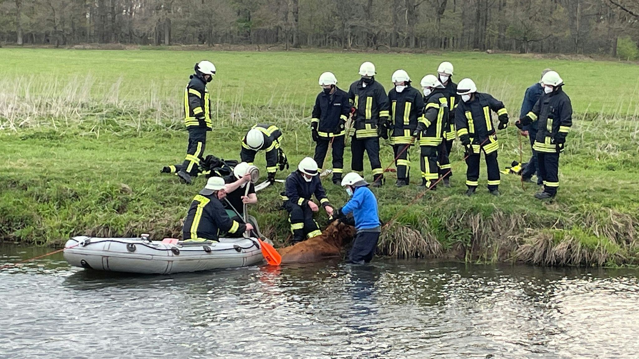 Die Feuerwehr tat alles um die kalbende Kuh aus dem Fluss zu bekommen. 