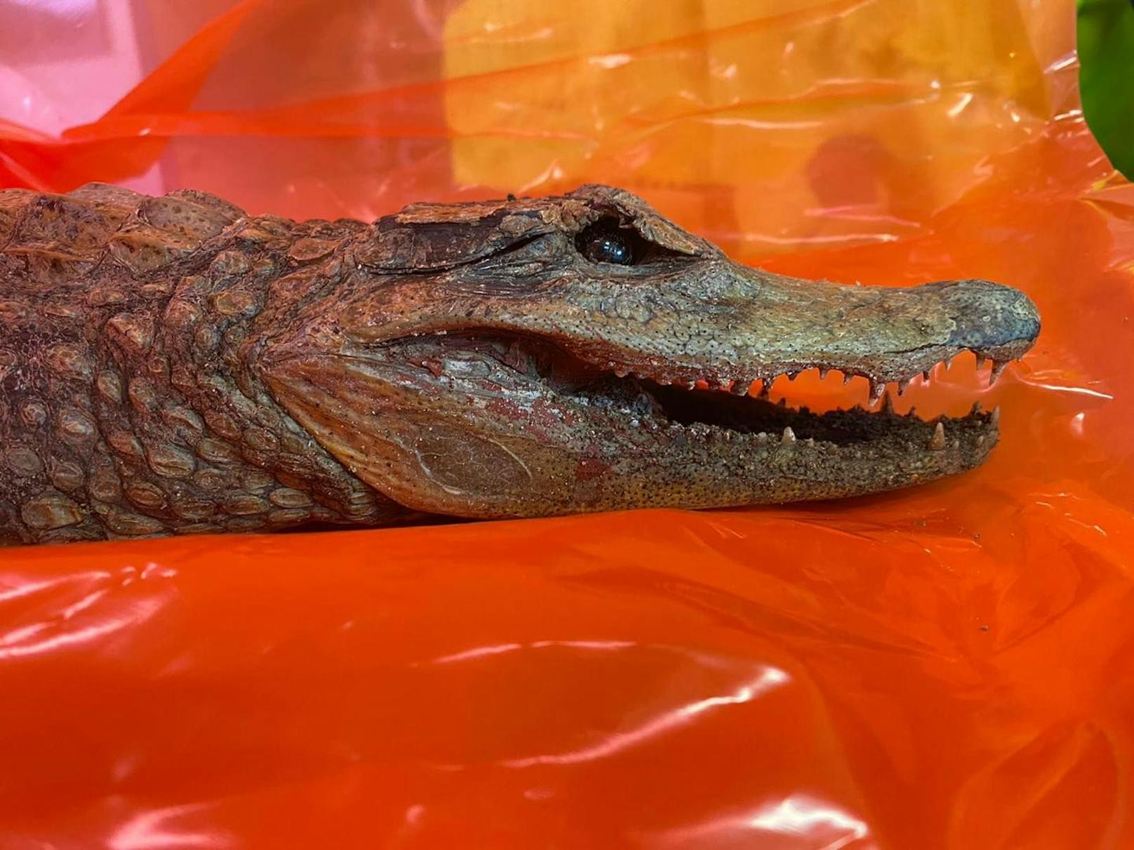 Interessanter Fund: In Baden-Württenberg wurde ein ausgestopftes Krokodil gefunden. 
