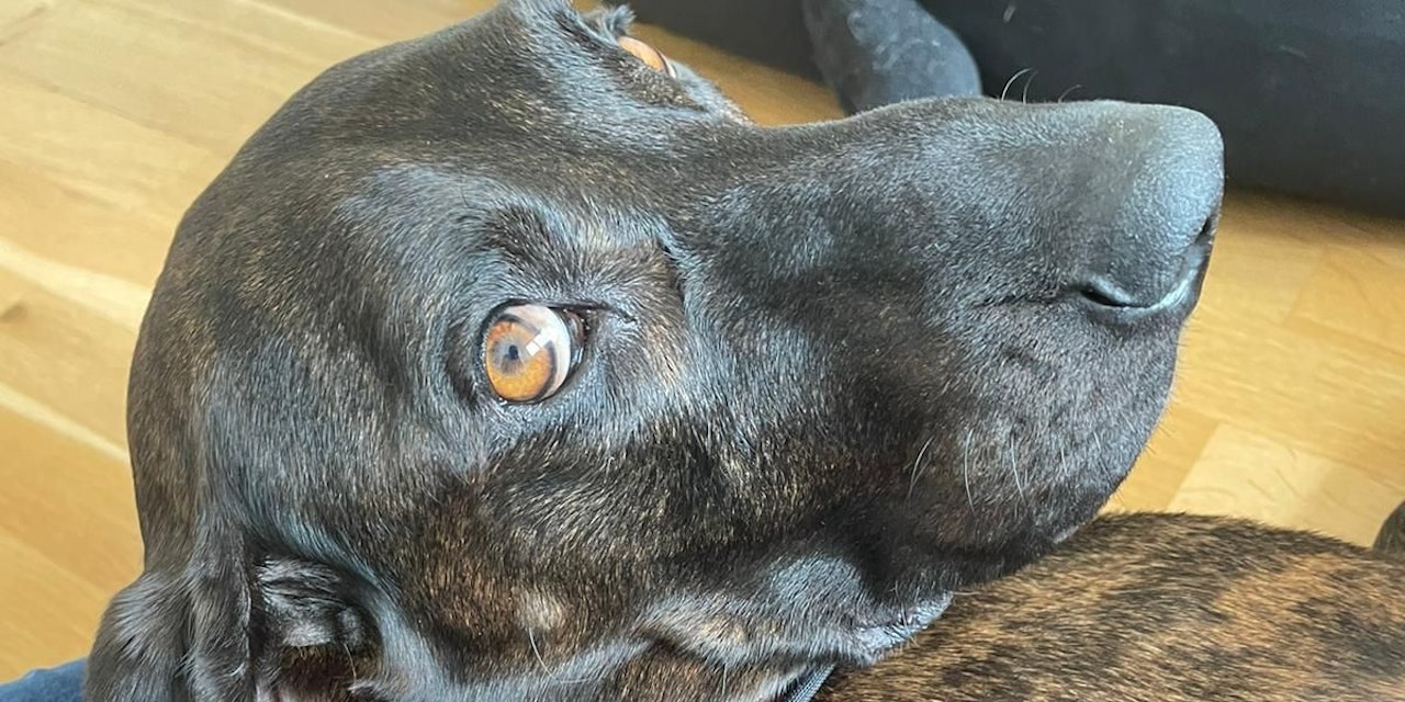 Hündin Tara hat eine letzte Chance verdient! heute.at 100140944 Diashow