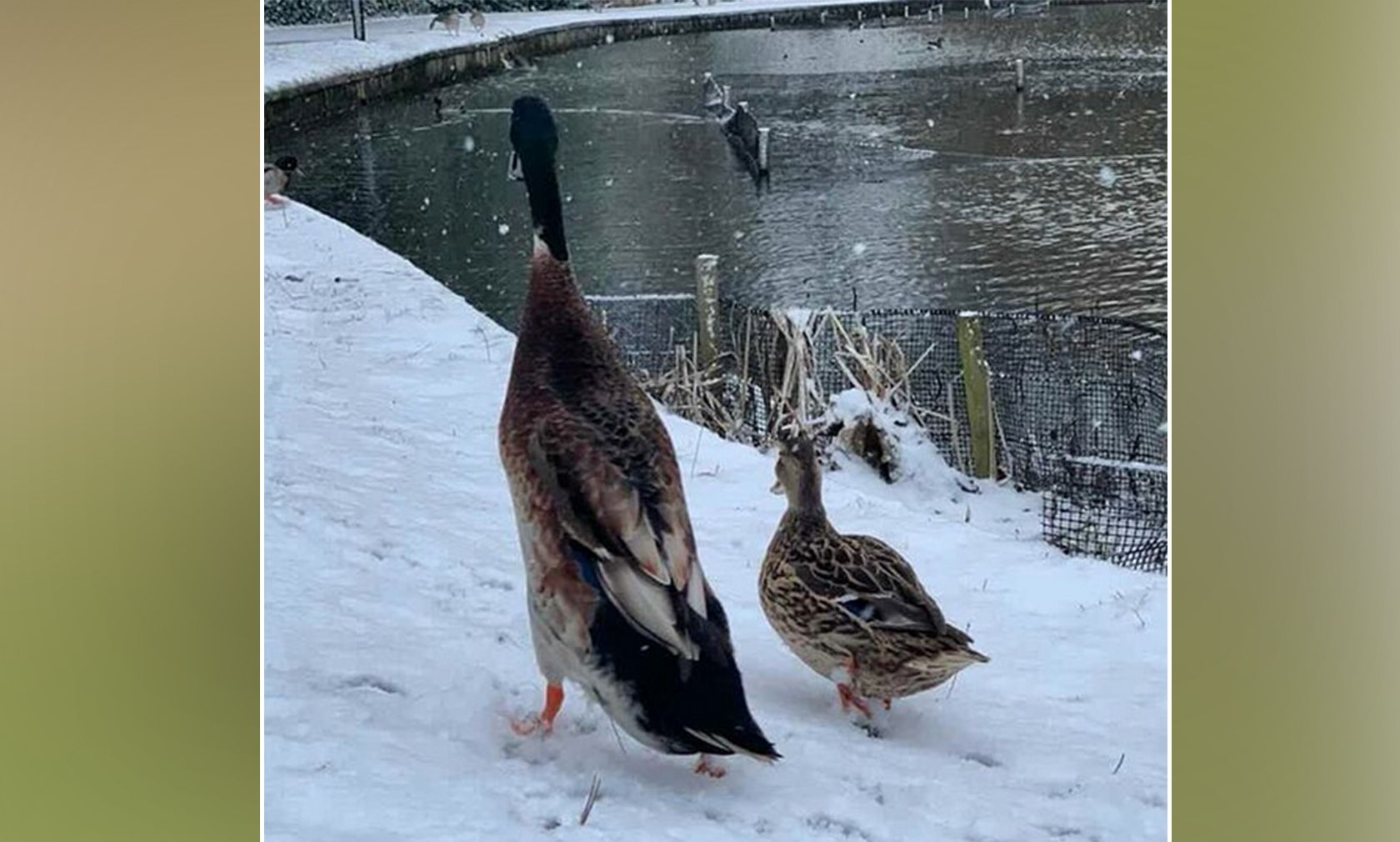 "Komm Kleine, ich bring dich heim!" 