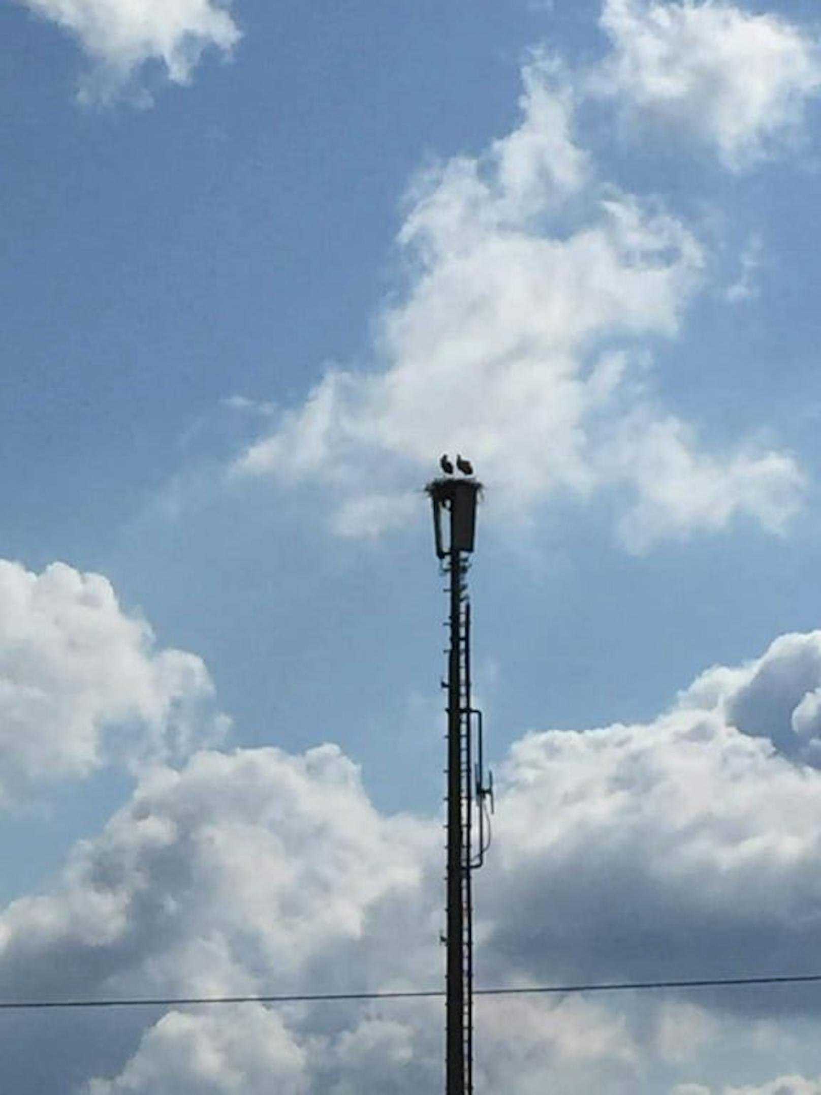 Storchenpaar baut Nest auf Masten beim Bahnhof