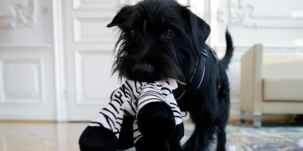 "Struppi", der Hund von Ministerin Edtstadler