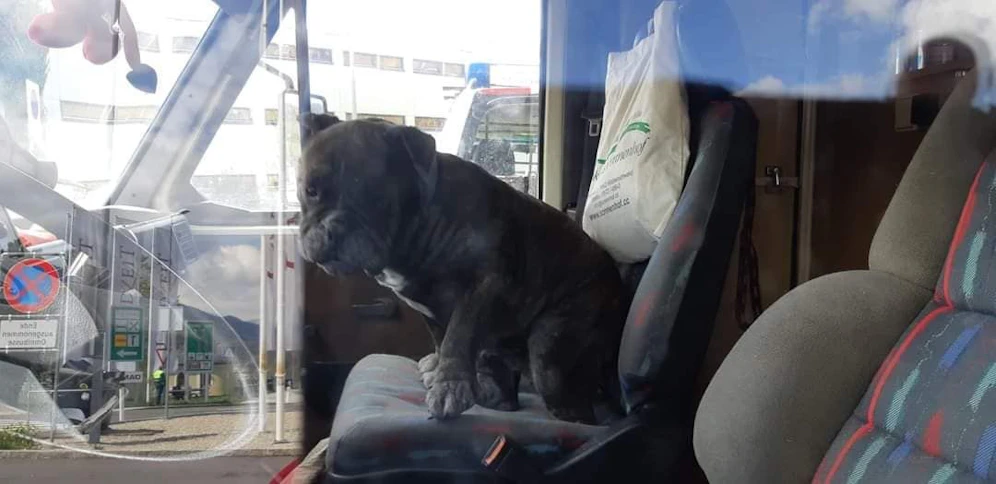 Die acht Jahre alte Bulldogen-Dame war 12 Stunden lang im Wohnmobil eingesperrt, wurde schließlich befreit.