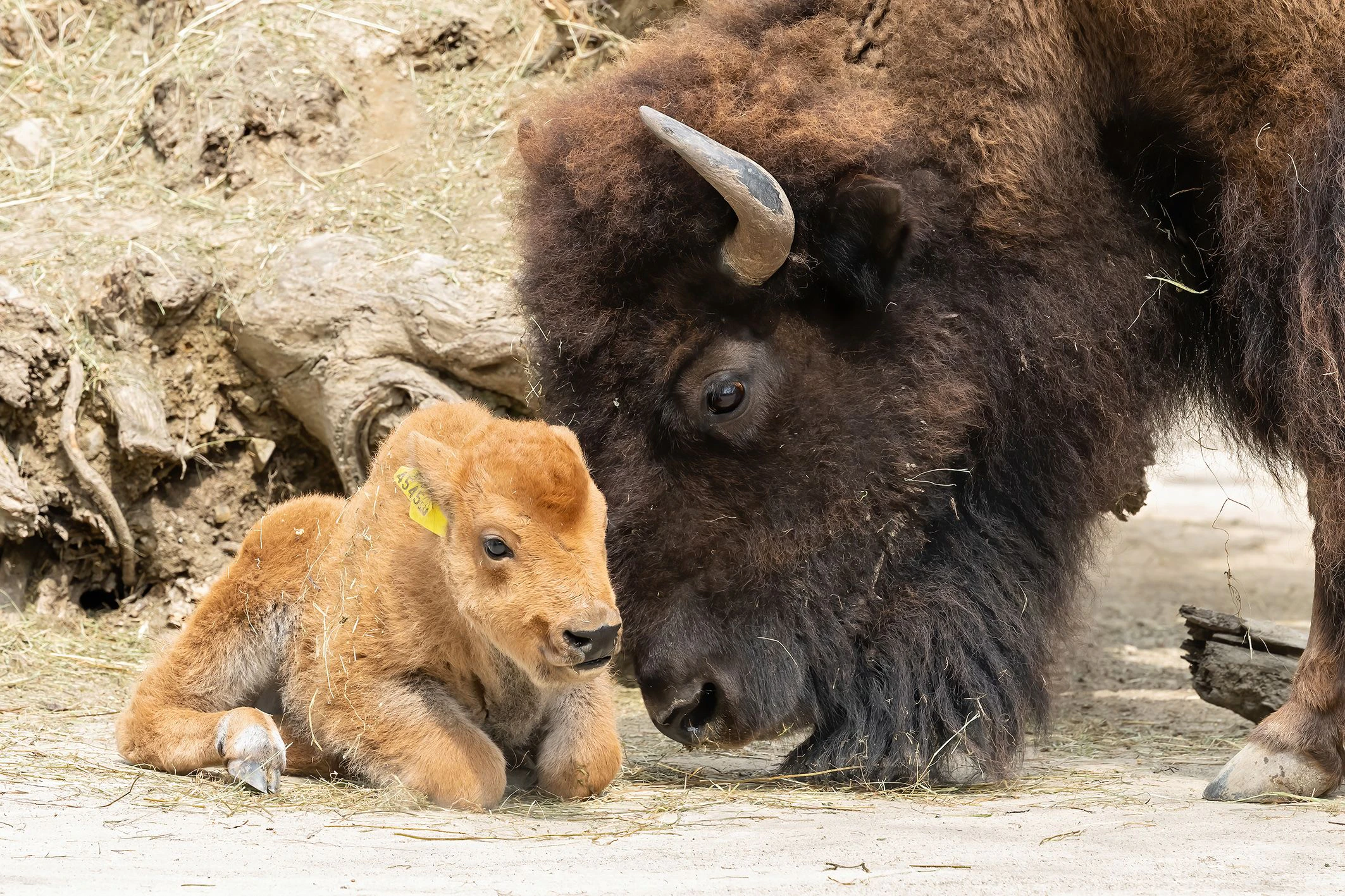 Am 15. April erblickte das niedliche Bisonbaby das Licht der Welt. 