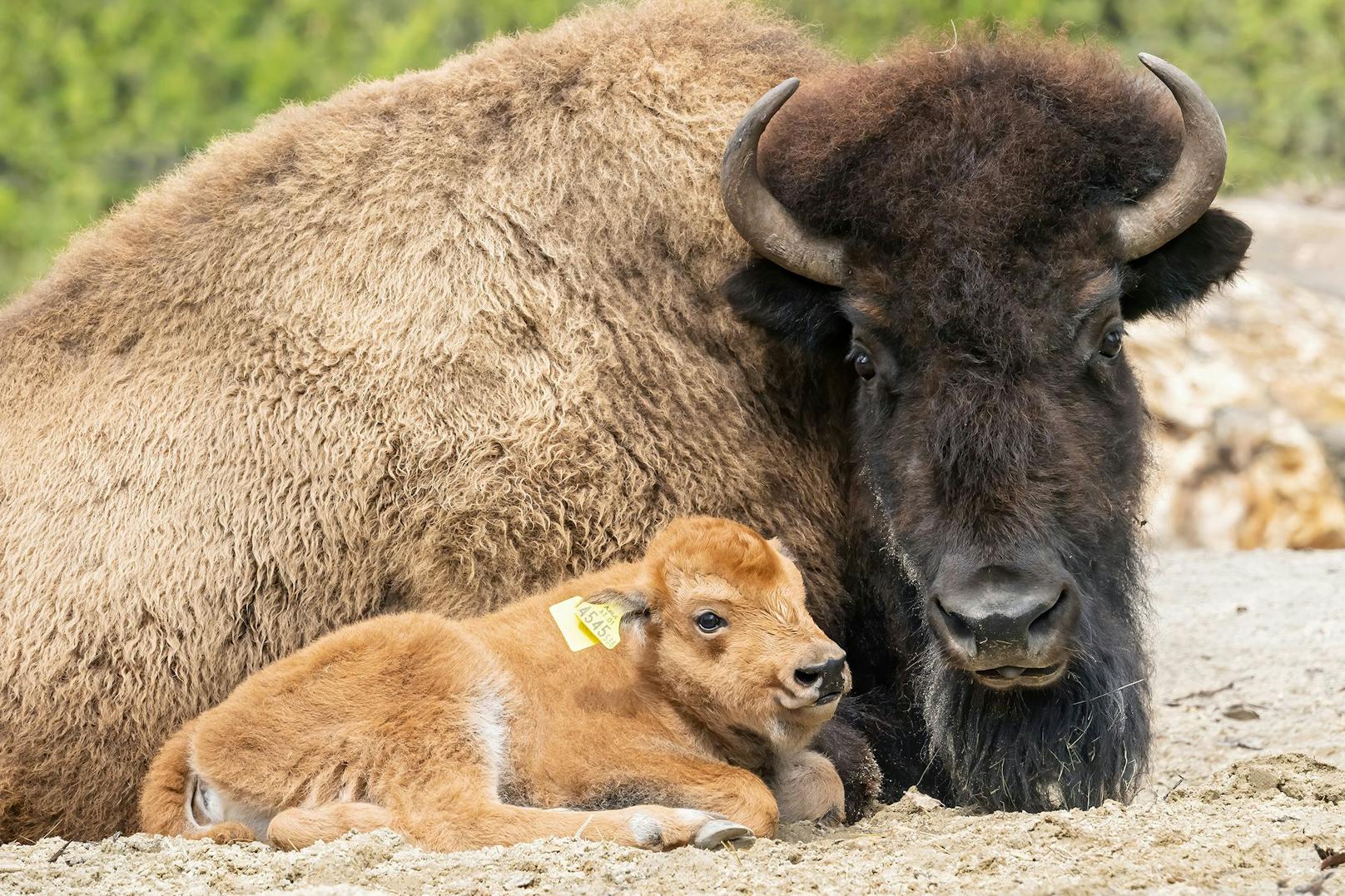 Die Anzahl der Bisons ist massiv geschrumpft. Nur etwa 18.000 wildlebende Bisons werden gezählt. 