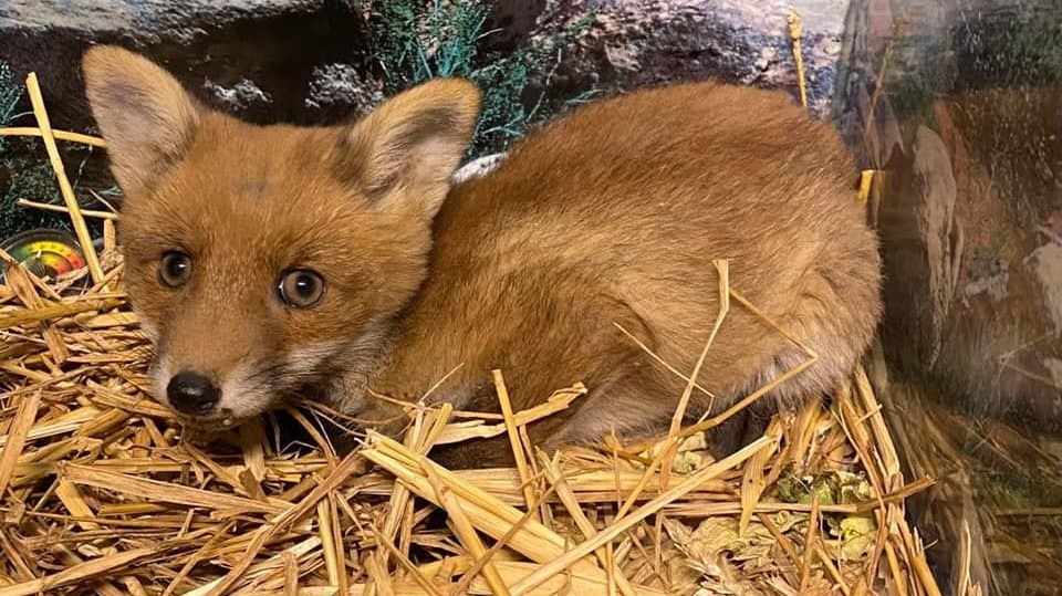 Der kleine Fuchs wird jetzt von Markus Putzgruber vom Verein "RespekTurtle" aufgezogen.
