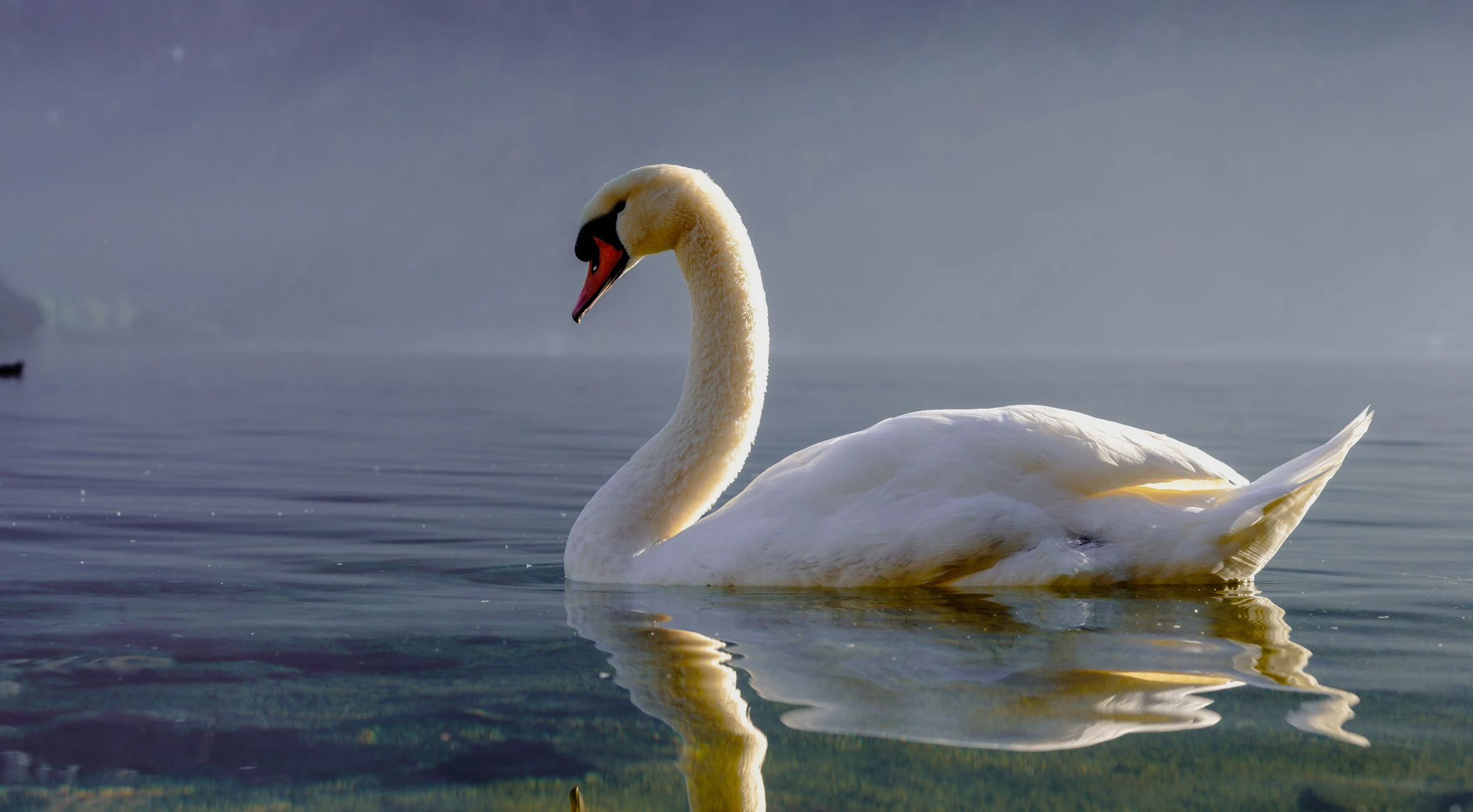 Der einsame Schwan "Hänsel" sucht eine Braut! 