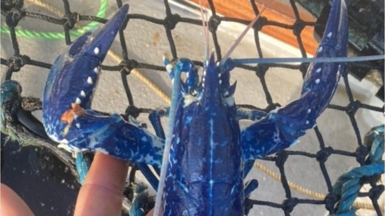 Der Fischer fing einen blauen Hummer.