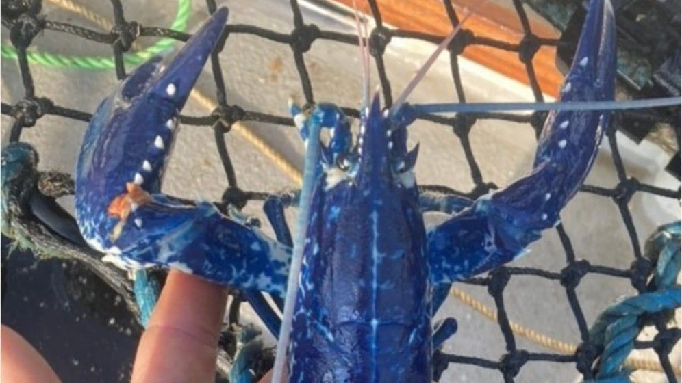 Der Fischer fing einen blauen Hummer.