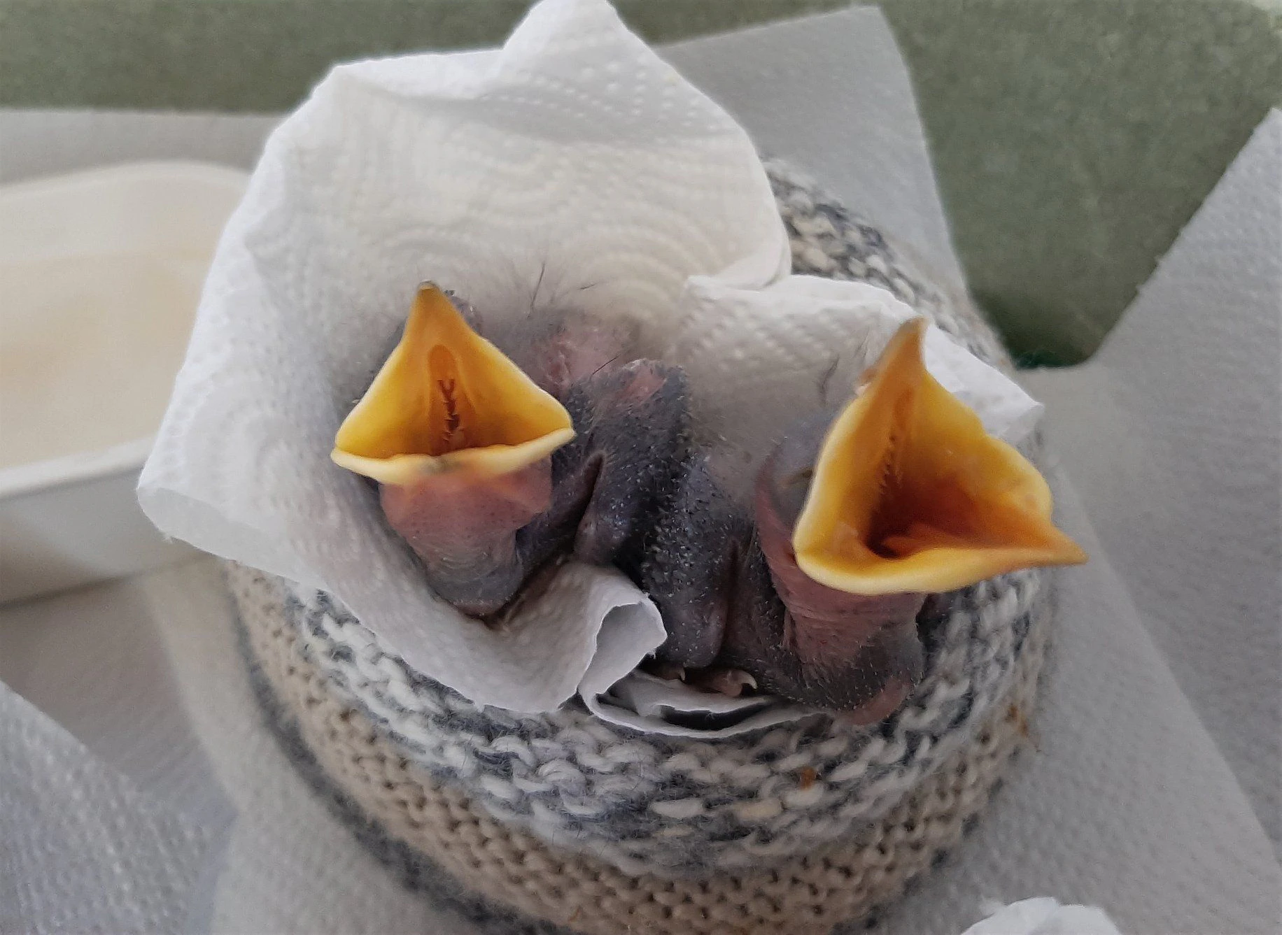 Zwei Jungvögel überlebten den Sturz.