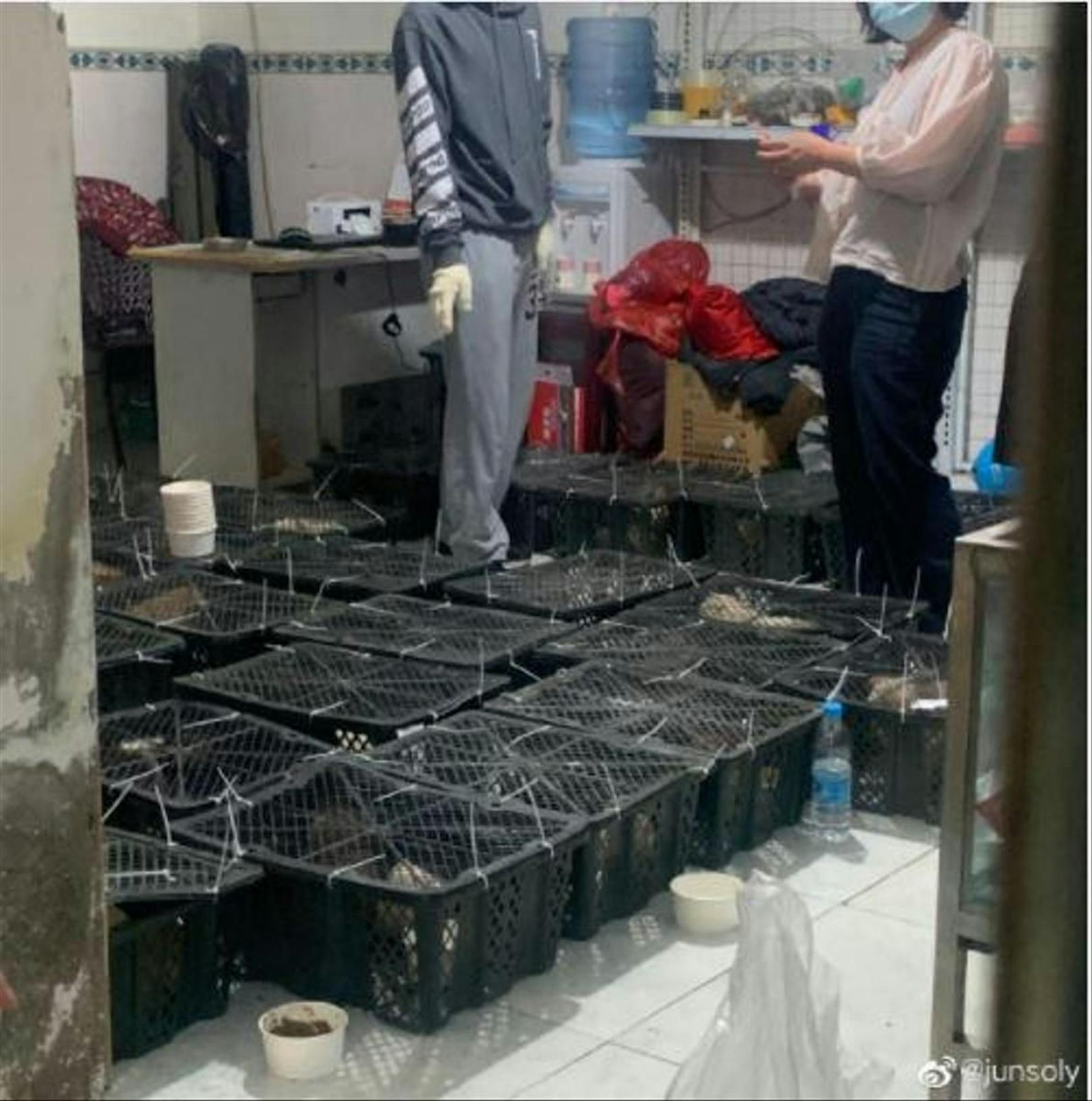Diese Fotos einer Nutzerin des sozialen Netzwerks zeigen, wie Geschäftsleute in Chendgu lebendige Tiere in kleinsten Boxen zum Verkauf anboten.
