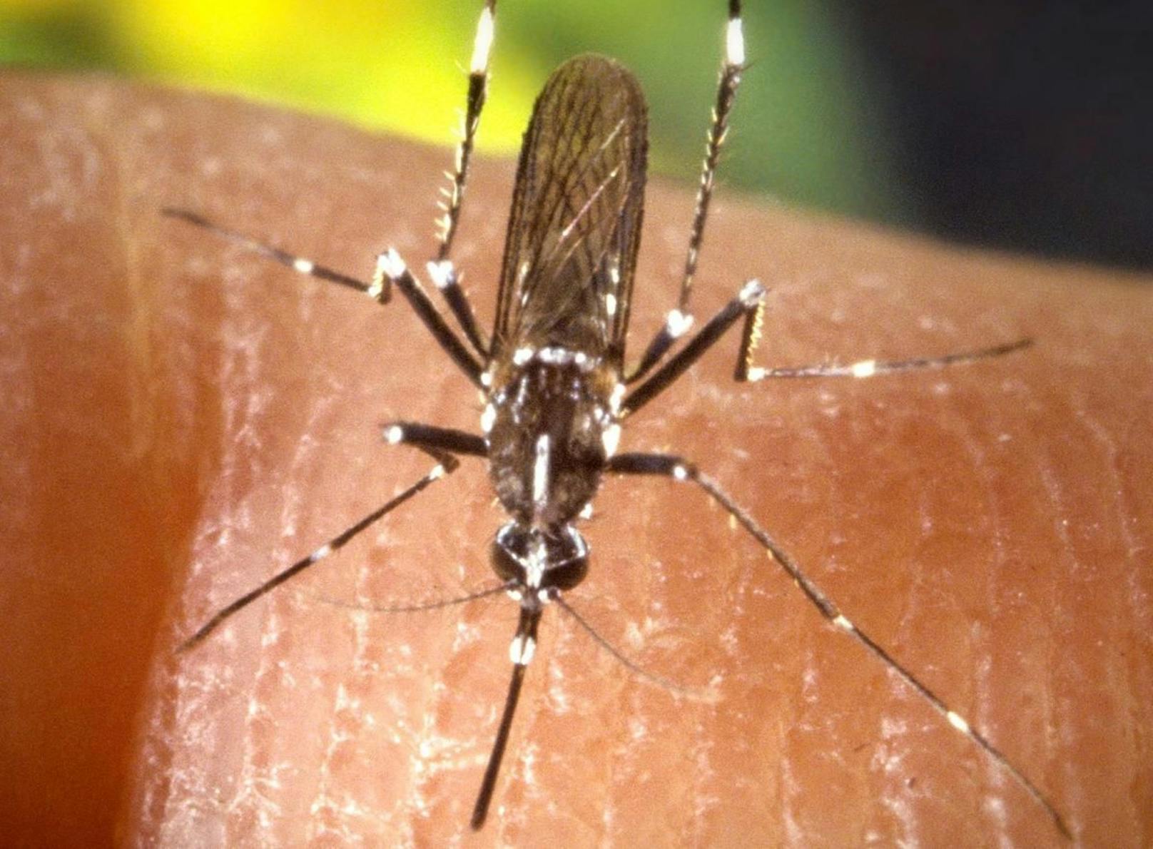 Wie die Asiatische Tigermücke (Aedes albopictus), die sich im Tessin und im Kanton Basel-Stadt immer weiter ausbreitet, …