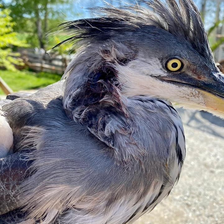 Der Reiher wurde schwer verletzt in Krems aufgefunden.