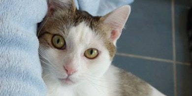 Rüdiger überlebte den Sturz und lebt nun bei einer Familie, die sich besser um ihn kümmert.