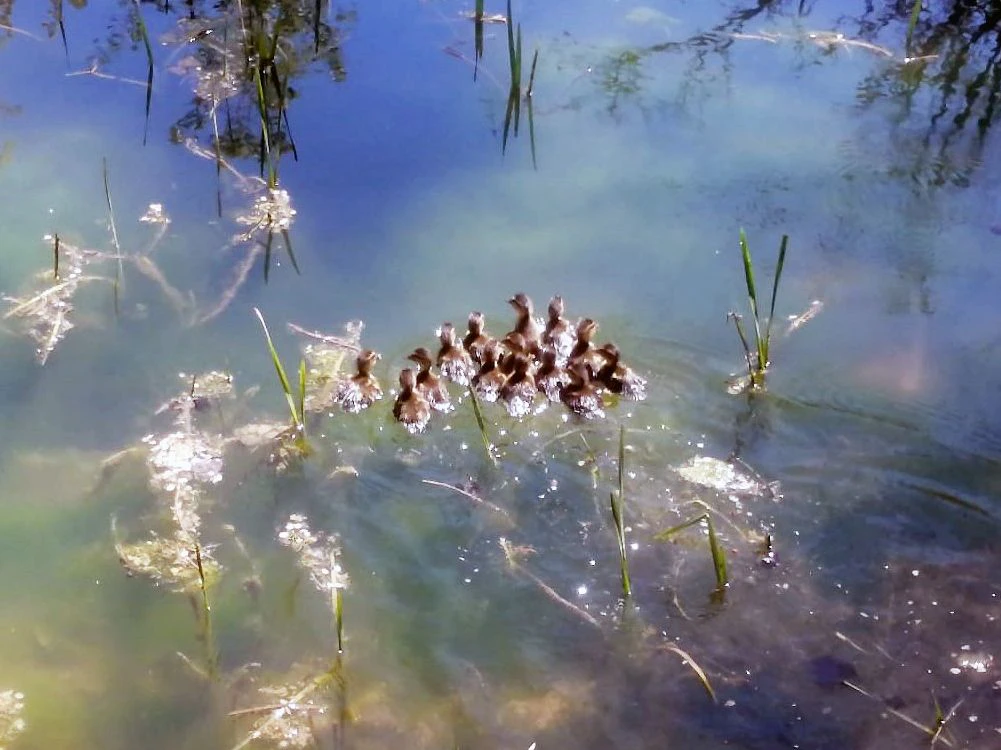 Die Babyenten fühlen sich im neuen Gewässer wohl.