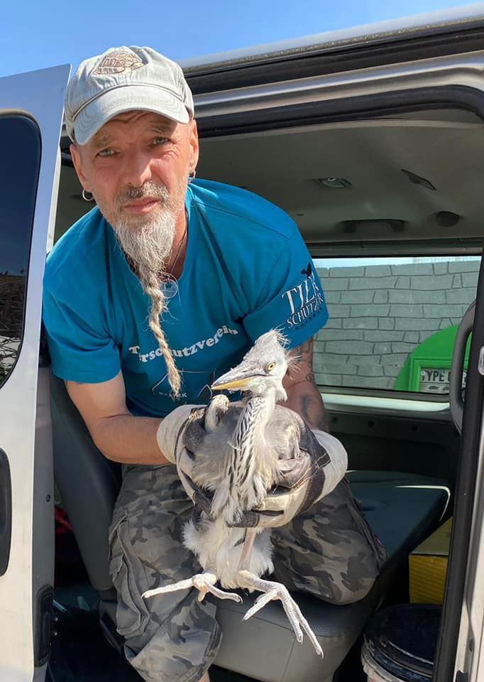Markus Putzgruber und Mitarbeiter vom Tierheim Krems sicherten den Reiher.