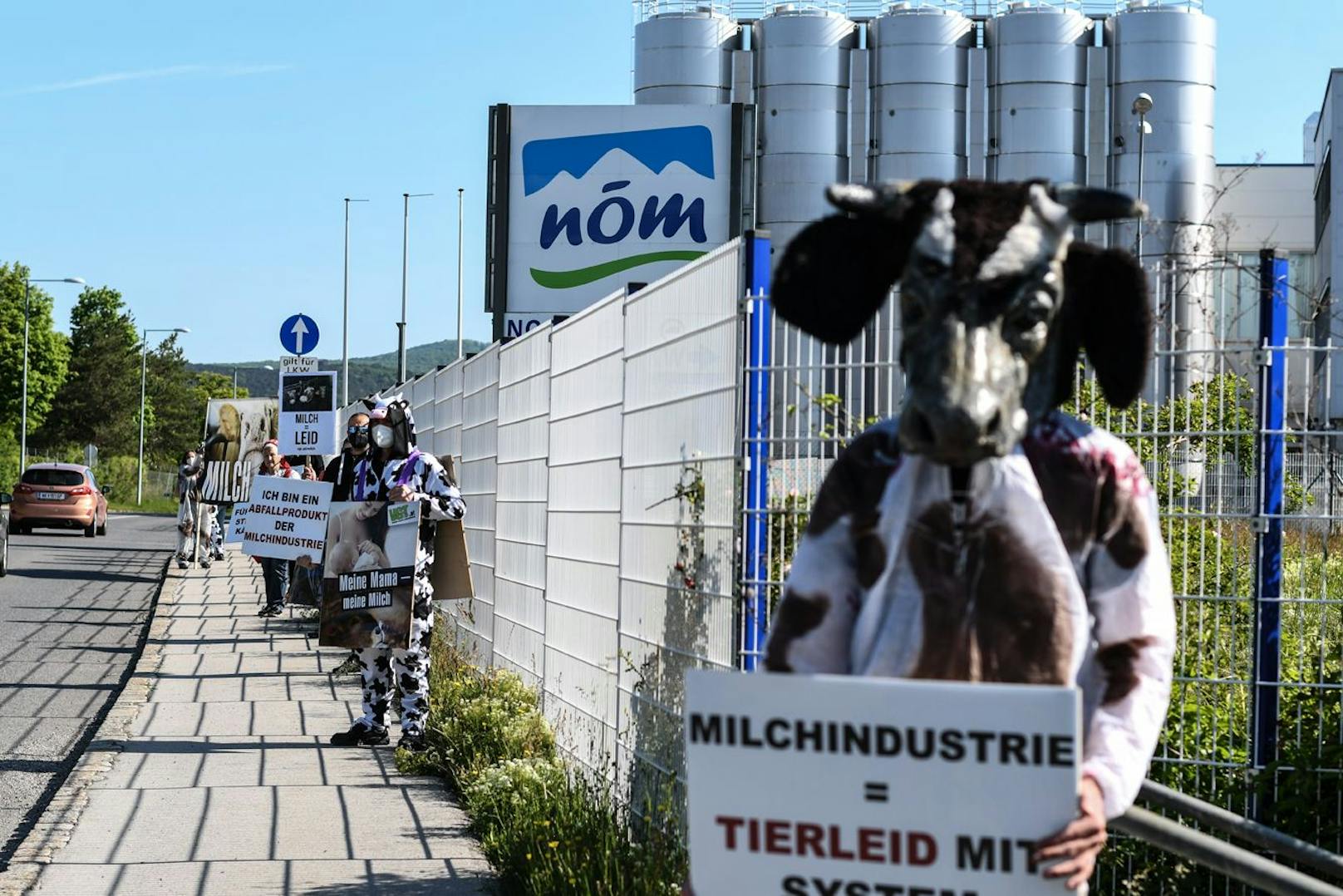 In Baden vor der NÖM-Zentrale waren heute morgen buchstäblich "die Kühe los". 
