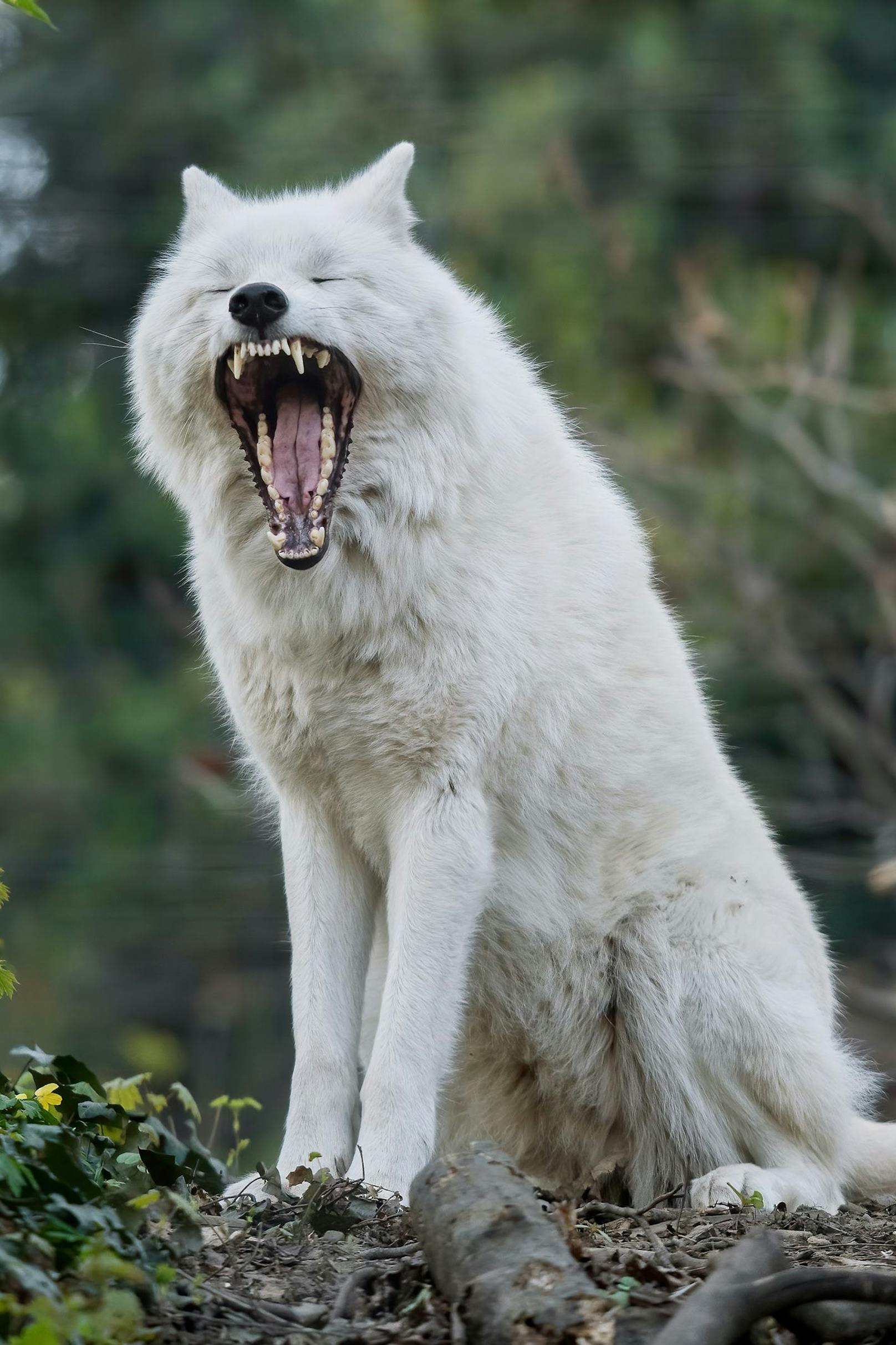 Auch beim arktischen Wolf dient das Gähnen der Kühlung des Gehirns.