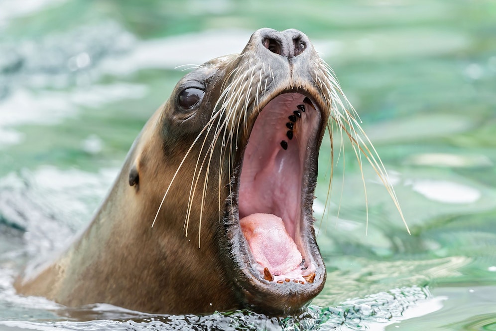 Für die weltweit größte Gähnstudie wurden im Tiergarten Schönbrunn 1200 tierische Gähner vom Panda bis zum Tiger aufgenommen.