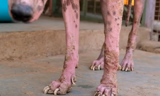 Der indische Straßenhund "Tigger" litt unter einem schweren Fall von Räude.&nbsp;