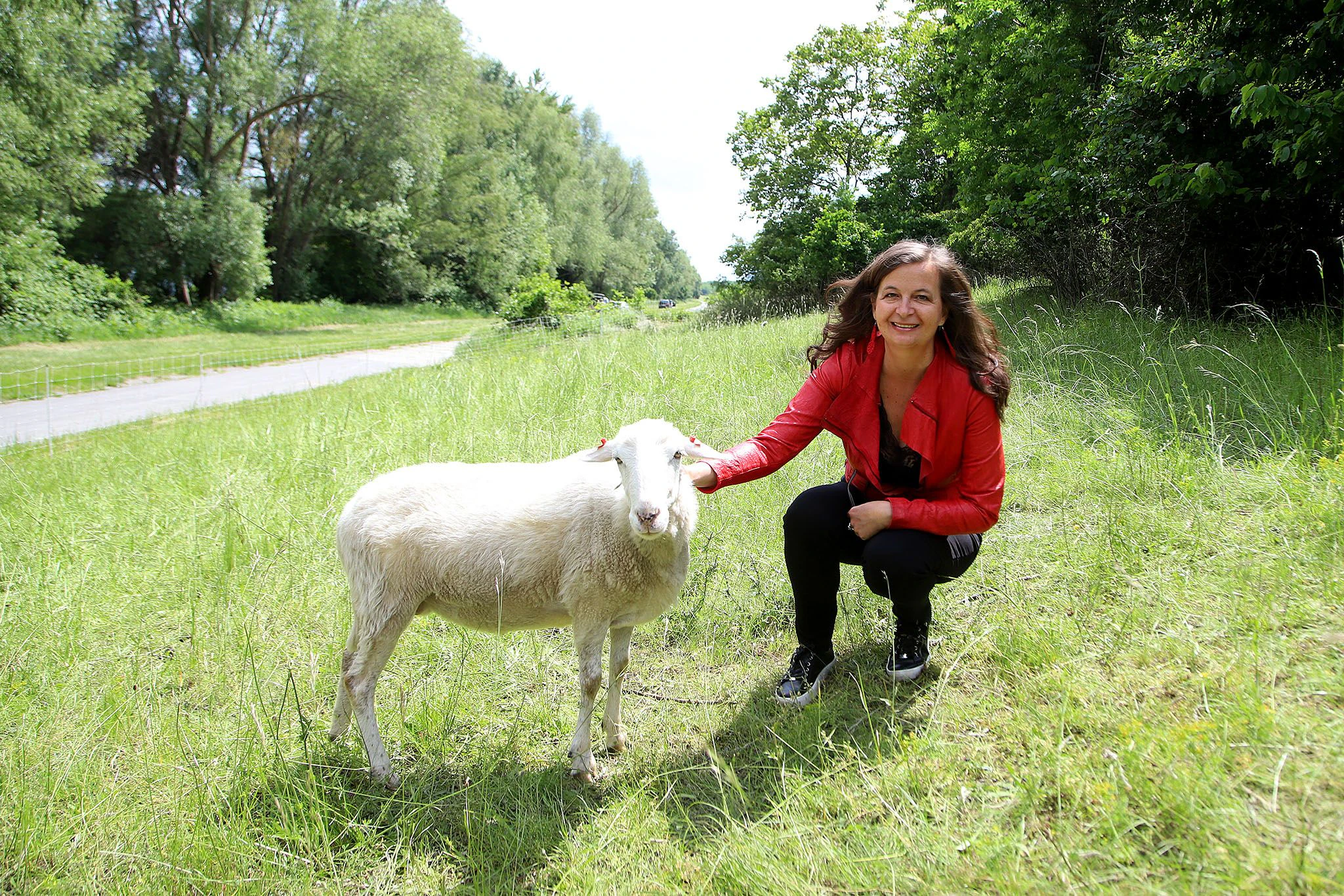 Umweltstadträtin Ulli Sima (SPÖ) besucht die Schafherde auf der Wiener Donauinsel.