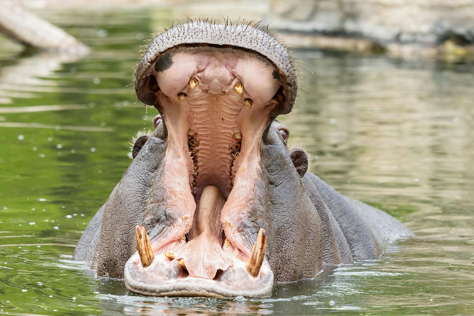 Das Flusspferd reißt beim Gähnen sein Maul ganz schön auf.