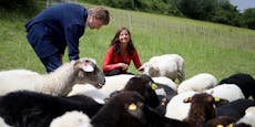 Insel-Schafe määähen wieder die Wiesen der Donauinsel